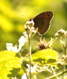 Meadow Brown butterfly