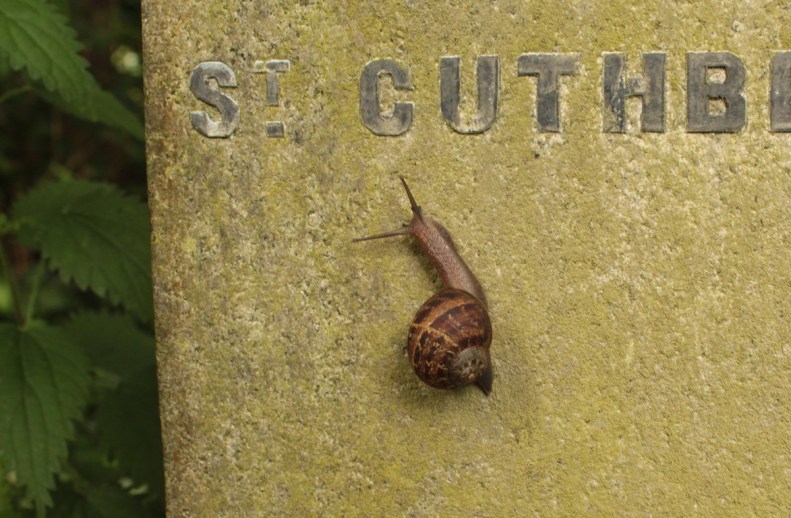 Snail on headstone.