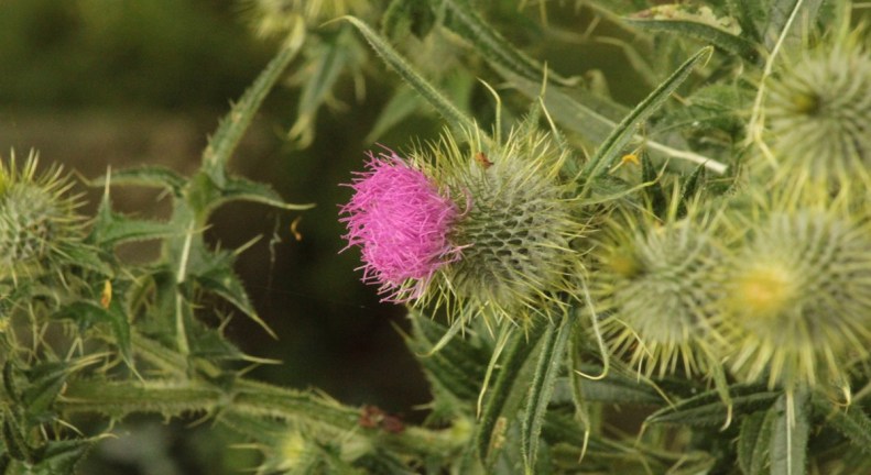 Thistle above the catacombs.