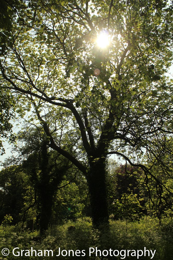 Part of the semi-woodland area.