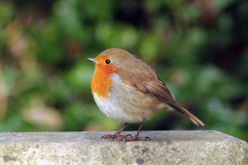 15941351_10154509451708025_431411490137946292_n