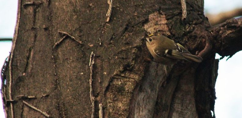 16174420_10154560638868025_1090563756446698349_n