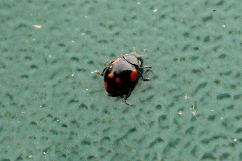 16195998_10154552085338025_6225037273193411012_n