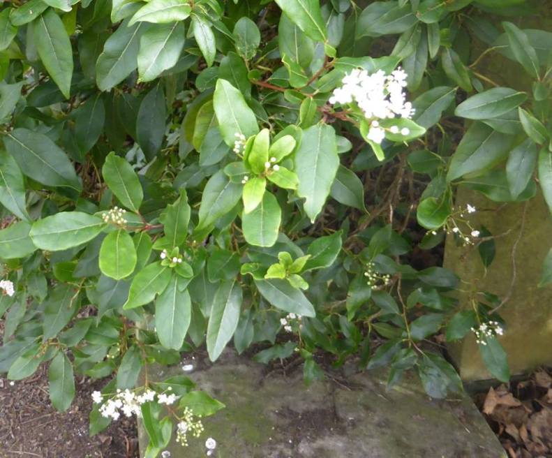 16649227_1423315894354834_8674817869935539242_n