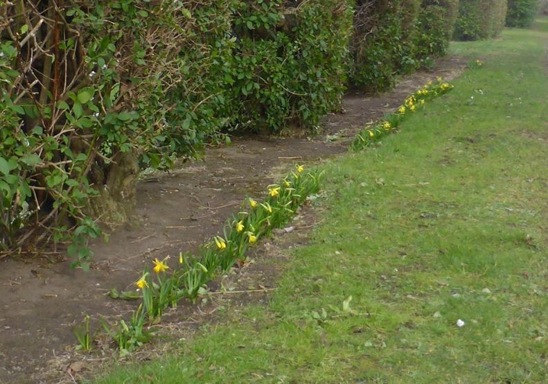 16806907_1423313874355036_5307074606985664369_n