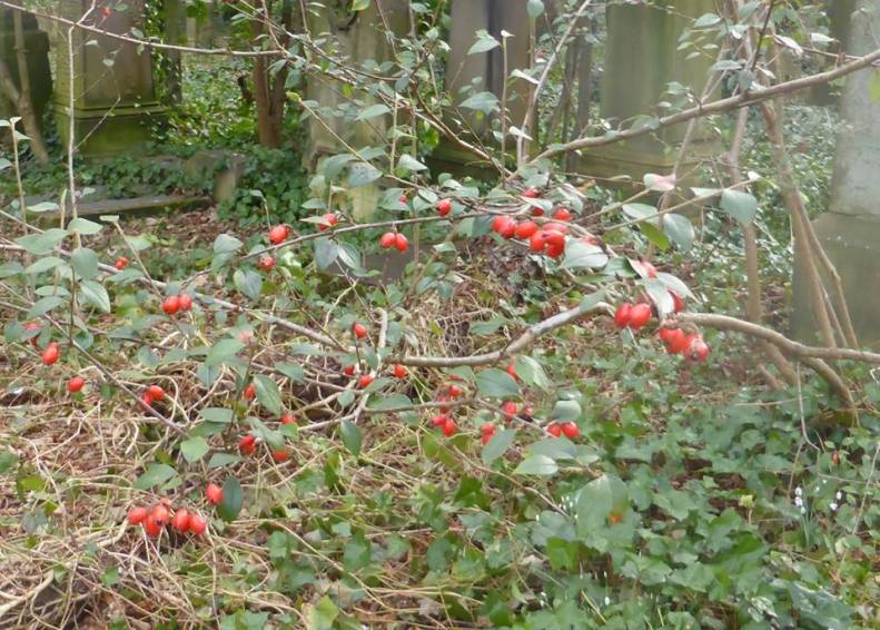 16831862_1423315821021508_3019618058340321084_n