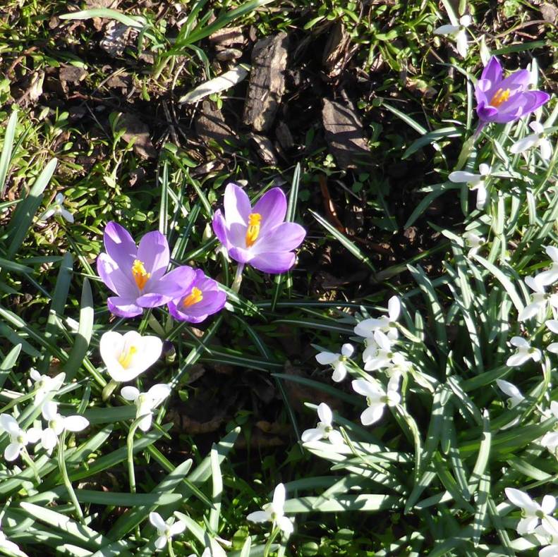 16997748_1430233520329738_8026119259635035588_n