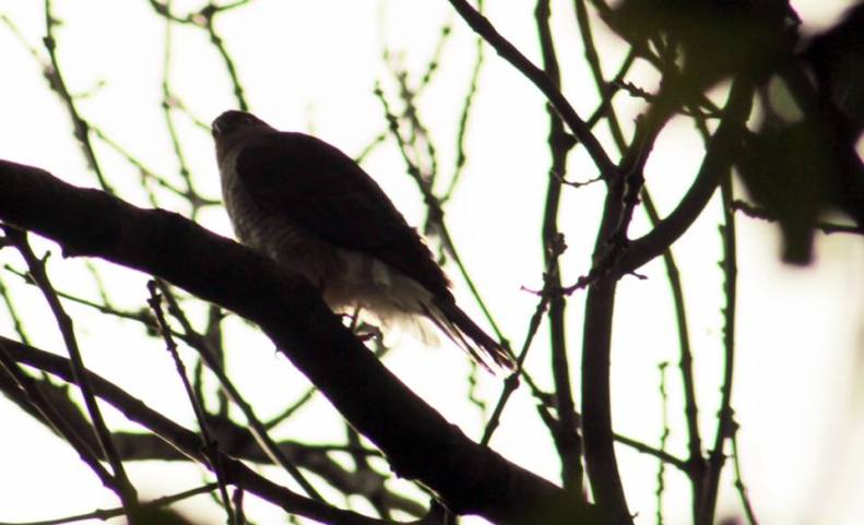 17992134_10154802334243025_4917567096682774476_n