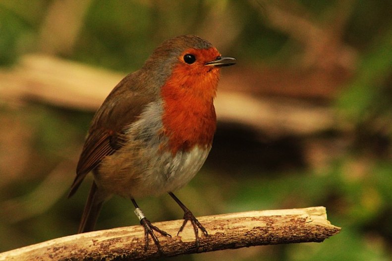 18010390_10154802334388025_6734429948370429545_n