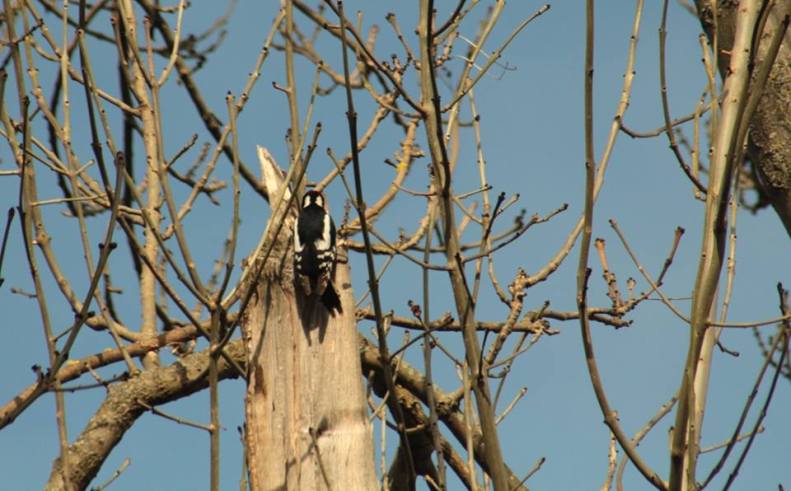 18010428_10154802334268025_3315781223702118345_n