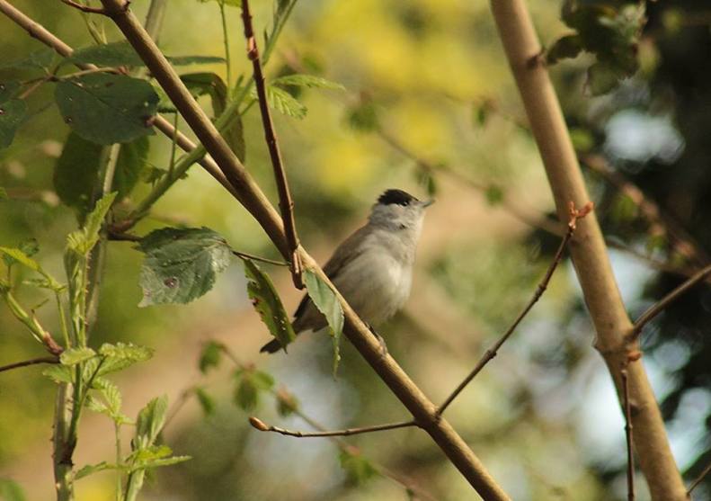 18010447_10154802334273025_5392997752359416000_n