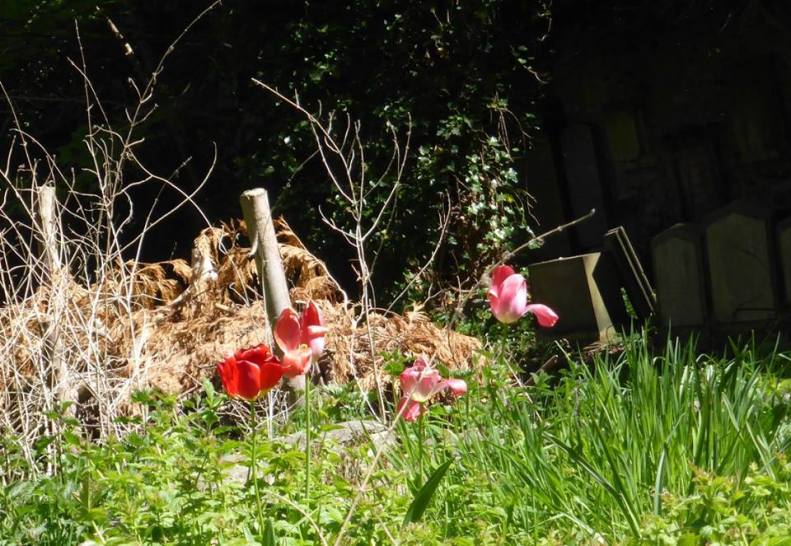 18341891_1515767948442961_7107063263459003101_n