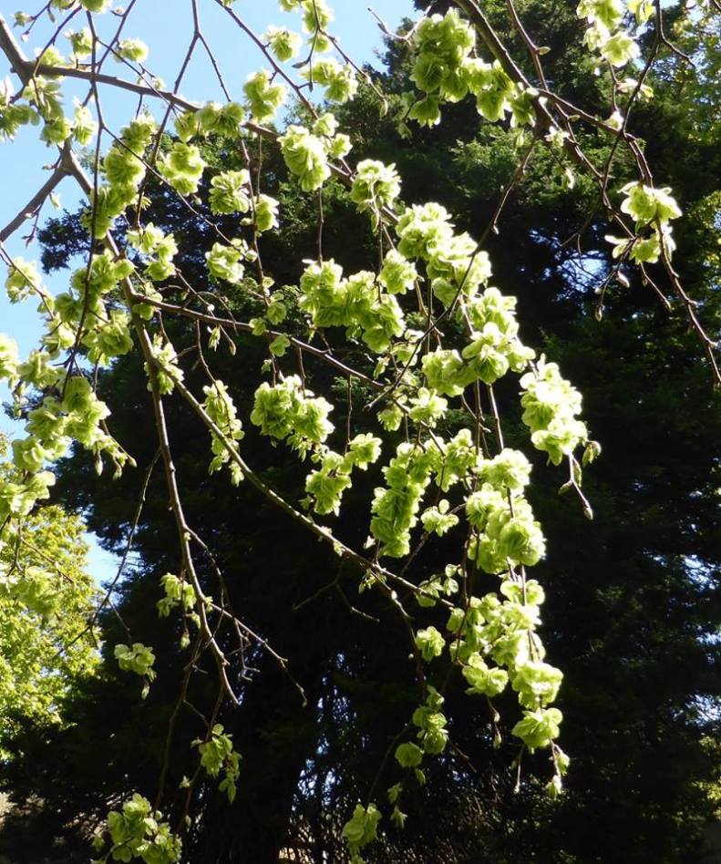 18342791_1515768595109563_7266575905105187078_n