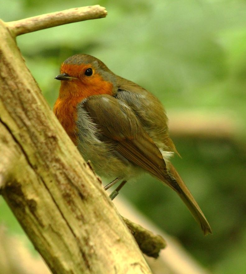 18767549_10154932314658025_2511733982248359766_n