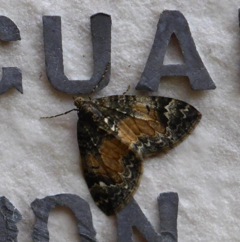 18813243_1541501005869655_8119764056211373188_n