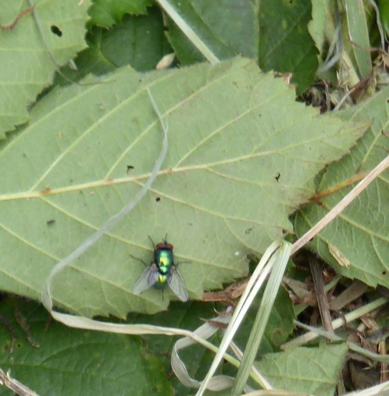 19399715_1571150592904696_4132134122743365365_n