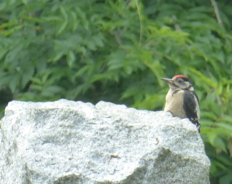 19577468_1580826291937126_4389535931517698790_o