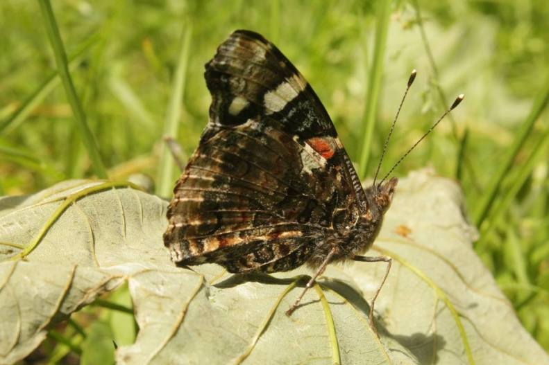 19621002_10155046596058025_745861583319742589_o