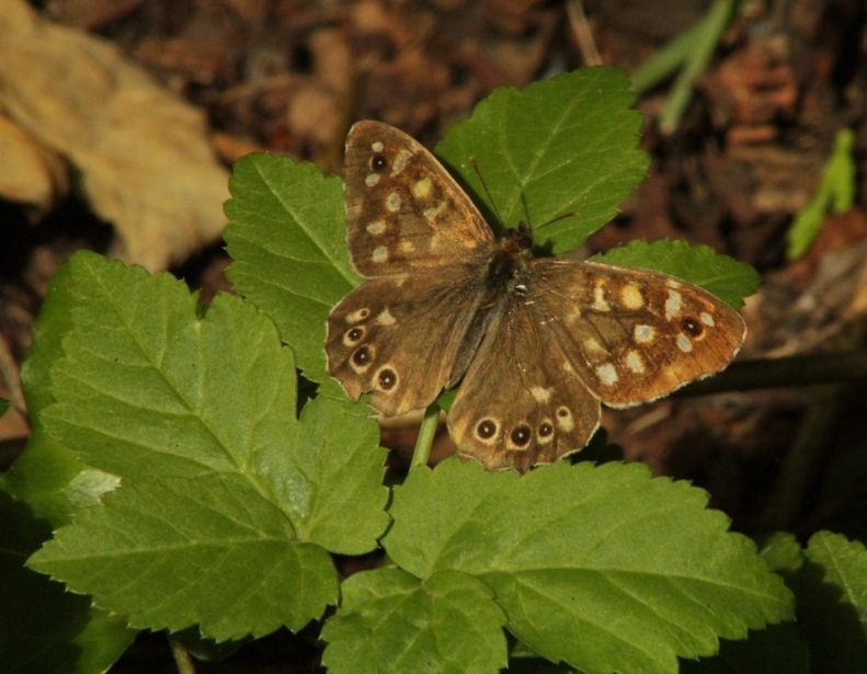 19621361_10155046617063025_4166977961313906388_o