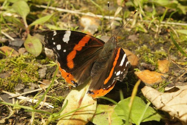 19679350_10155046596068025_7506681308184955381_o