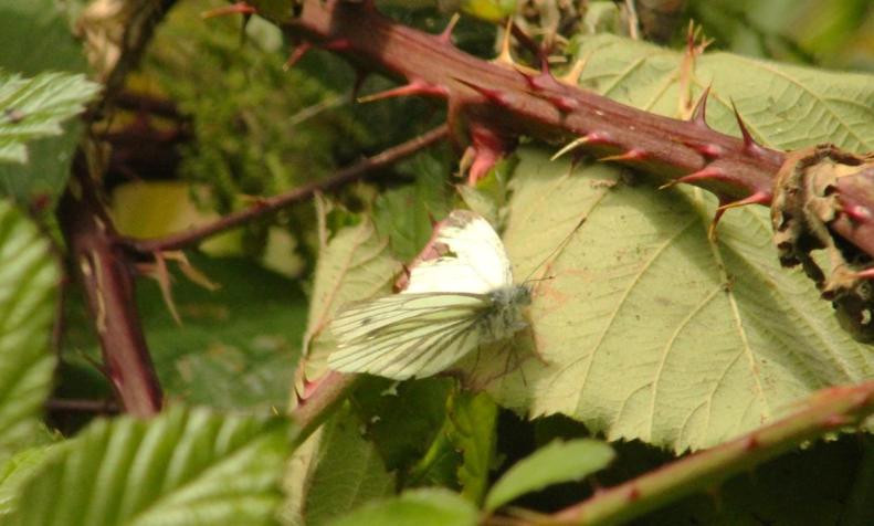 20369548_10155128297113025_2672025399426318322_o