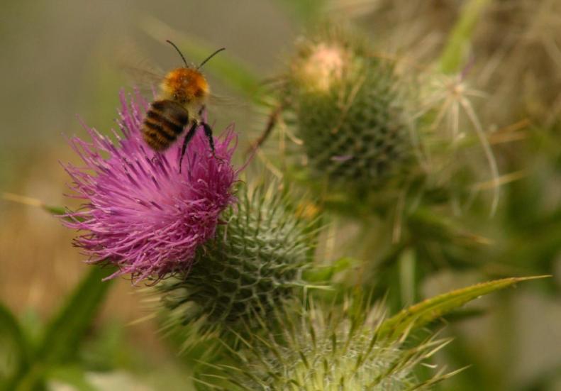 20448936_10155139876888025_5198391531447935433_o