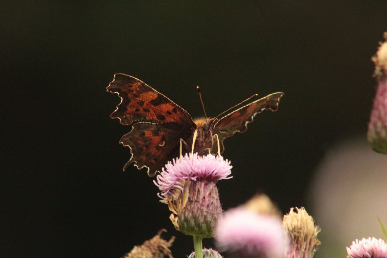 20626554_10155158342823025_5039809762975467585_o