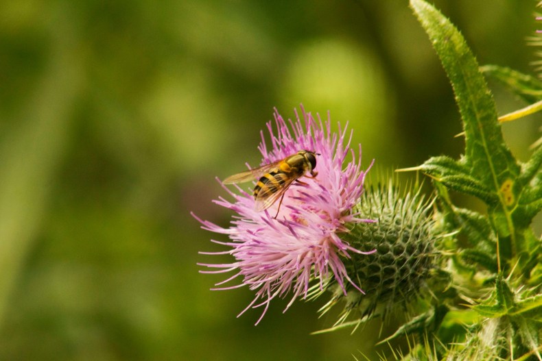 20626865_10155158343798025_6641404628029726664_o