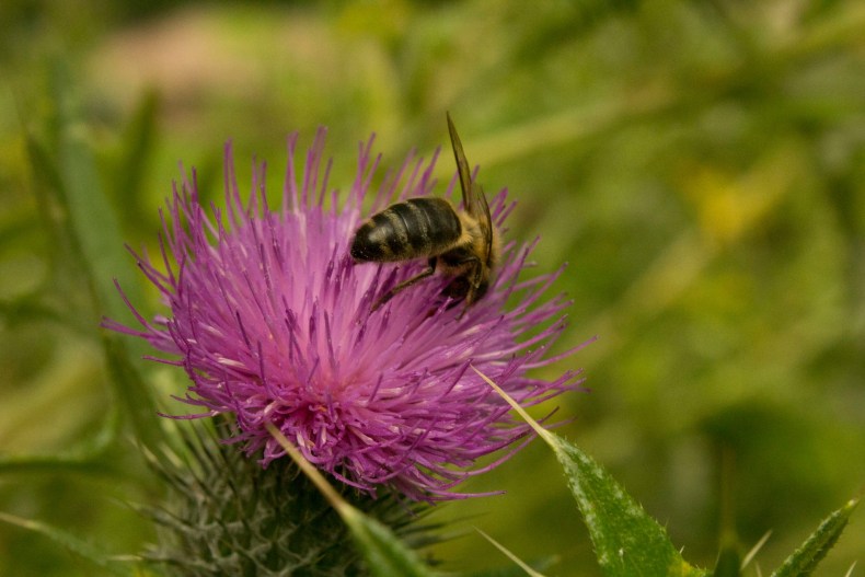 20643476_10155158344458025_3162866739851344092_o