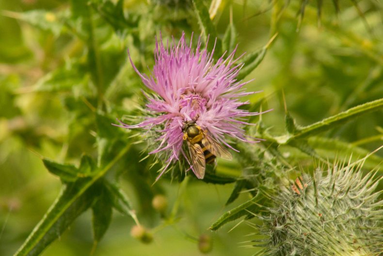 20645155_10155158343633025_4029753309399274299_o