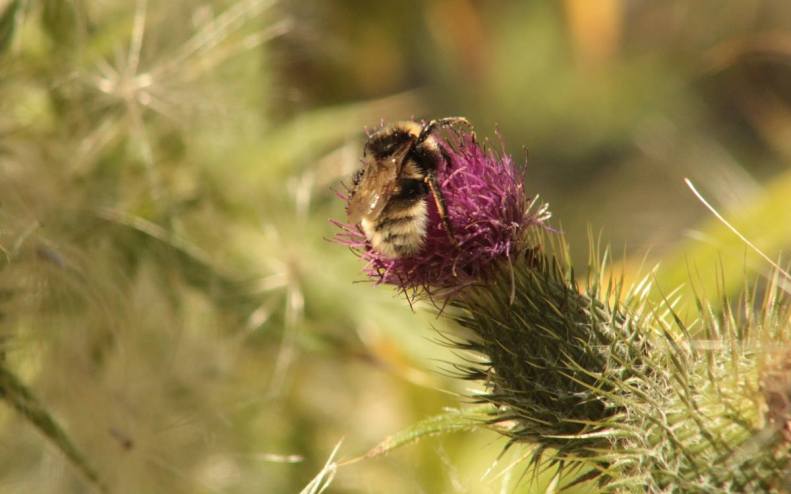 20645420_10155161372893025_7631876205251074303_o