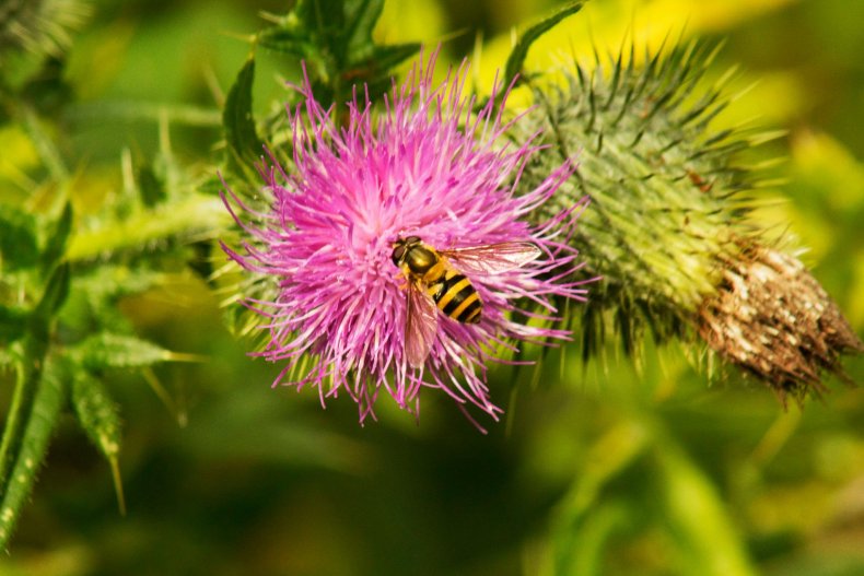 20690090_10155158343993025_6484067101134872931_o