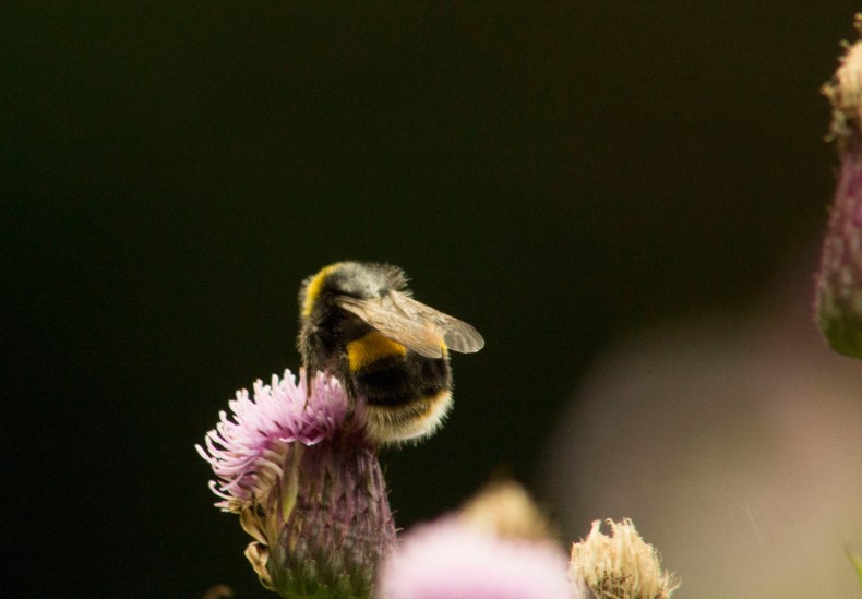 20690309_10155158342858025_4421531007259637048_o