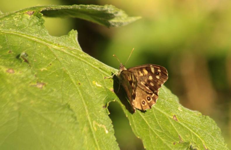 20819224_10155184809628025_6318409962729913704_o