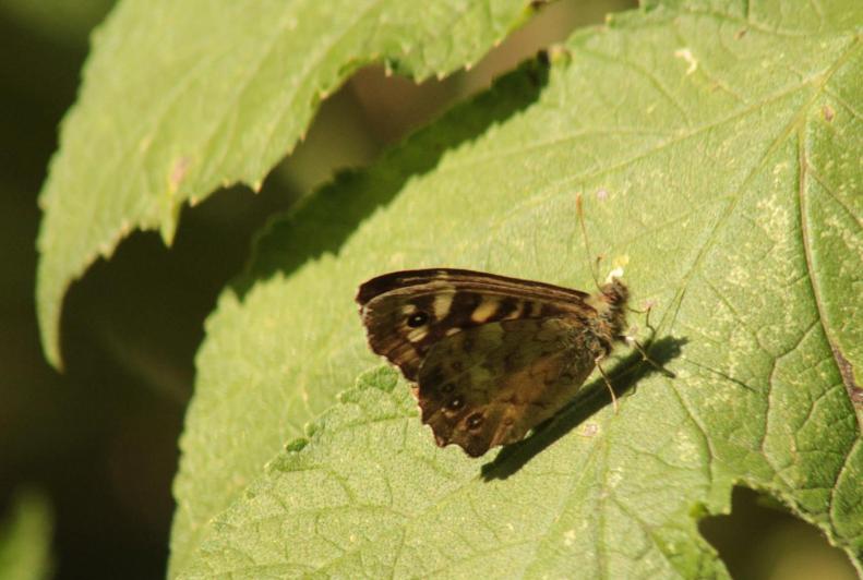 20900912_10155184809643025_5888372635807718887_o