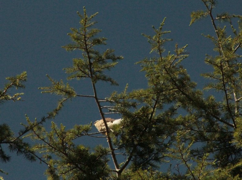 20933809_10155184809673025_2225231990707569560_o