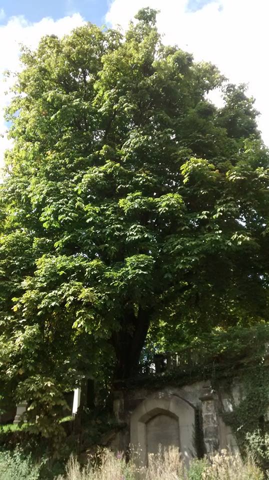 21032750_10155210889808025_8652375485464209332_n