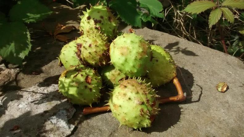 21055058_10155210890588025_8767972140874210833_o