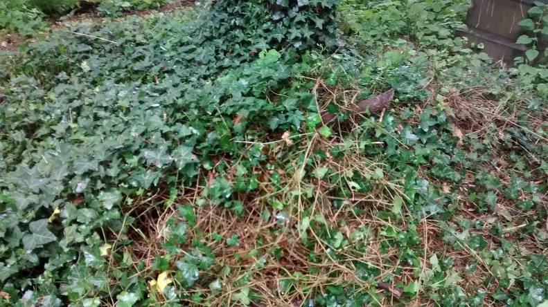 21055147_10155210846268025_2127869581167041329_o