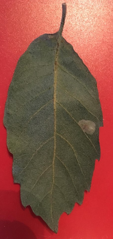 26165271_10155954937907889_1424875034079776416_n