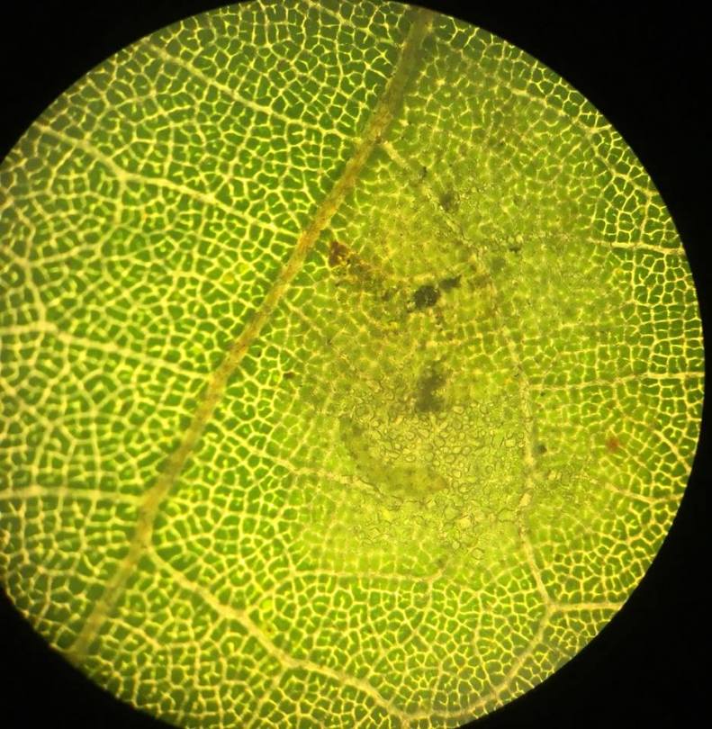 26165778_10155954938002889_5796811043332212678_n