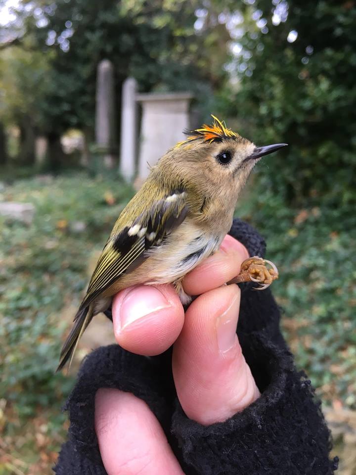 26166393_10155954937897889_3931229264150942101_n