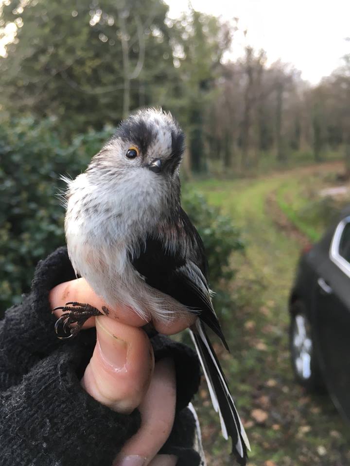 26166690_10155954937812889_7368829019027959300_n