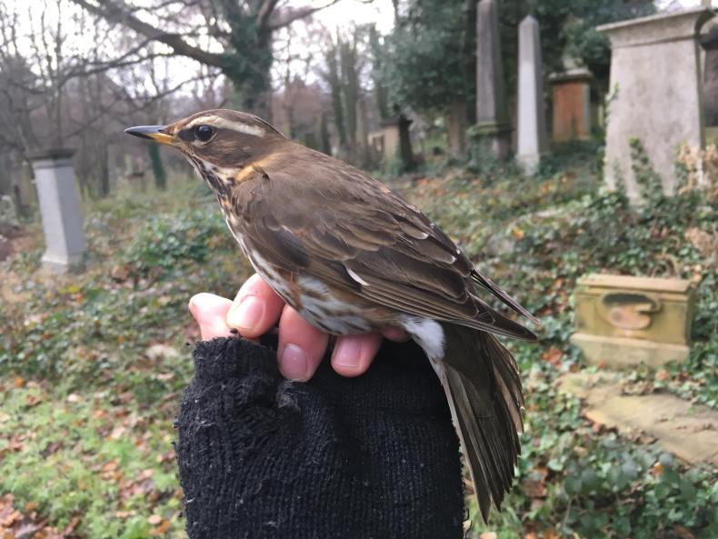 26172353_10155954937847889_7757544456586031672_o