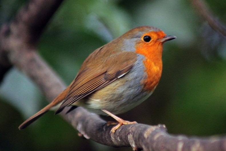 26198391_10155545431913025_6476059409864462733_o