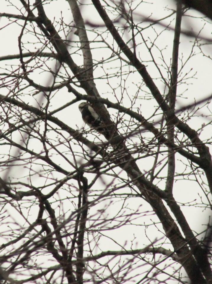 26219616_10155564500898025_4291710462206296729_n