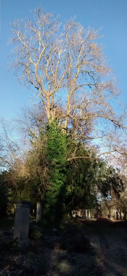 26219727_10155557879613025_7919595563070785299_n