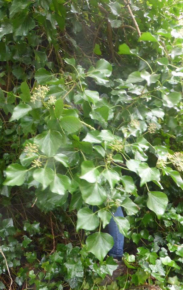 26230894_1808204205865999_8500405577793208927_n