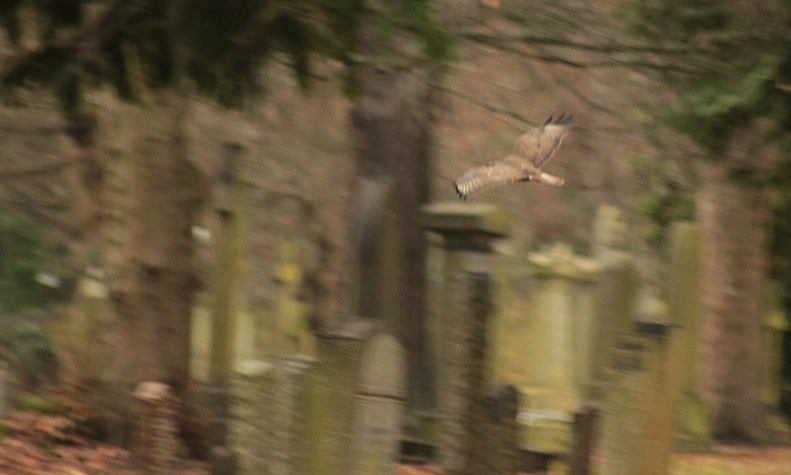 26240161_10155564500258025_6074244680126449470_o