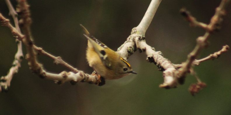 26678171_10155564499713025_6699239729144942056_o